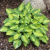 Little Sunspot - Hosta