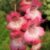 Penstemon - Susan