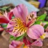 Alstroemeria - Pink Star (Tall)