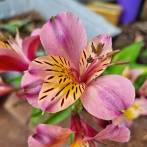 Alstroemeria - Pink Star (Tall)