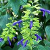 Salvia - Mexicana (Limelight)