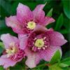 Hellebore - Anemone seedling