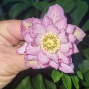 Hellebore Pink Double