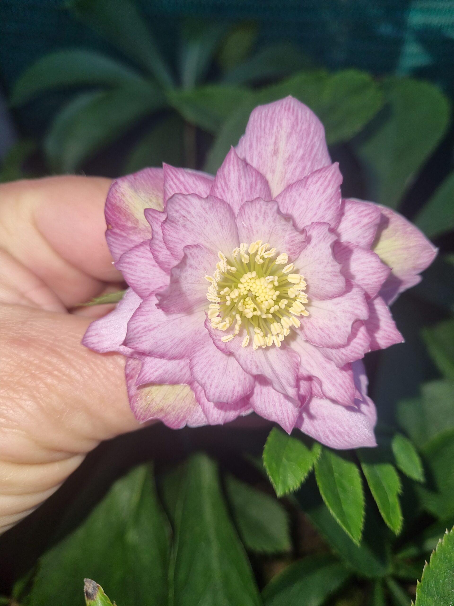 Hellebore Pink Double
