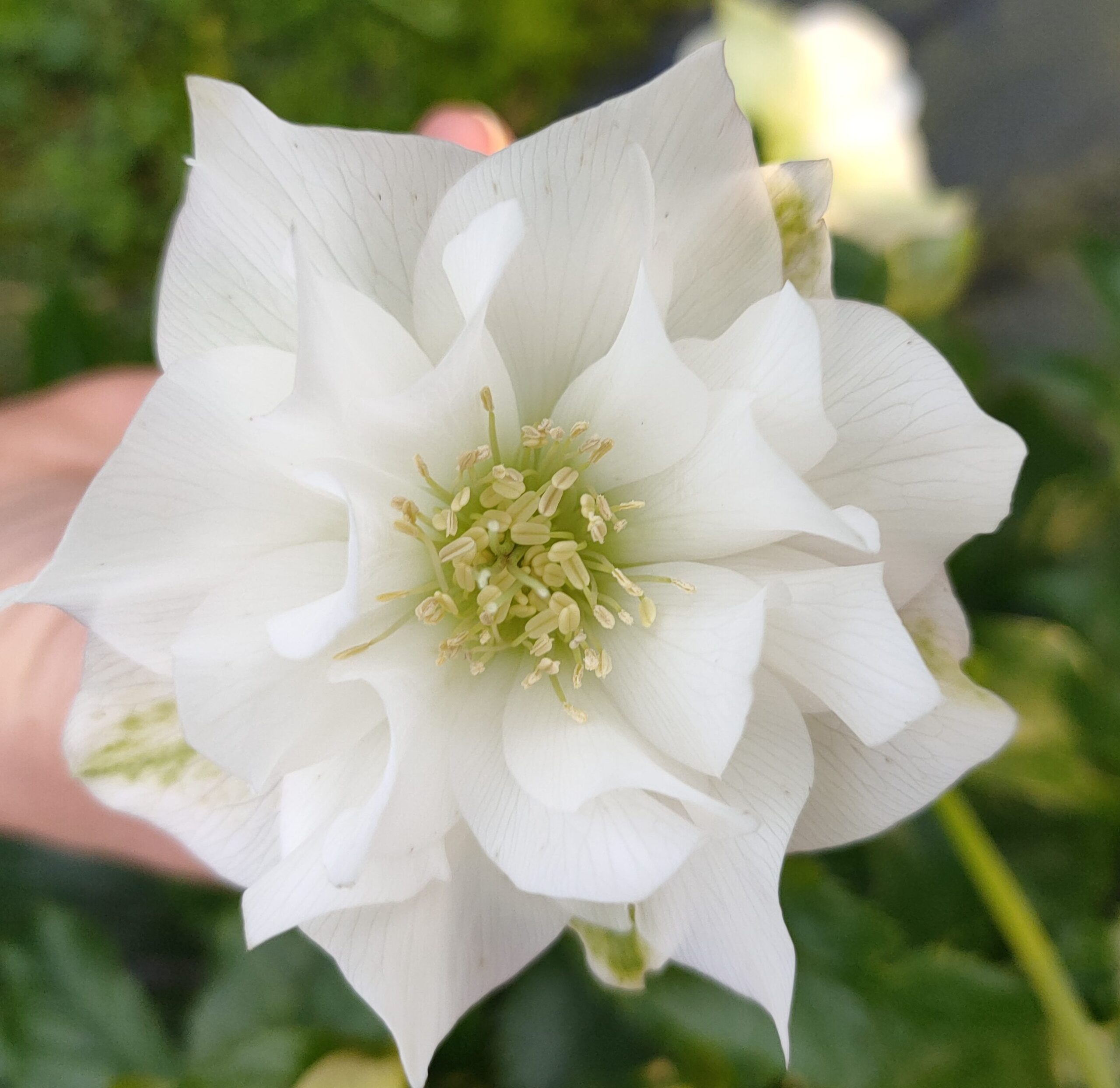 Hellebore White Double