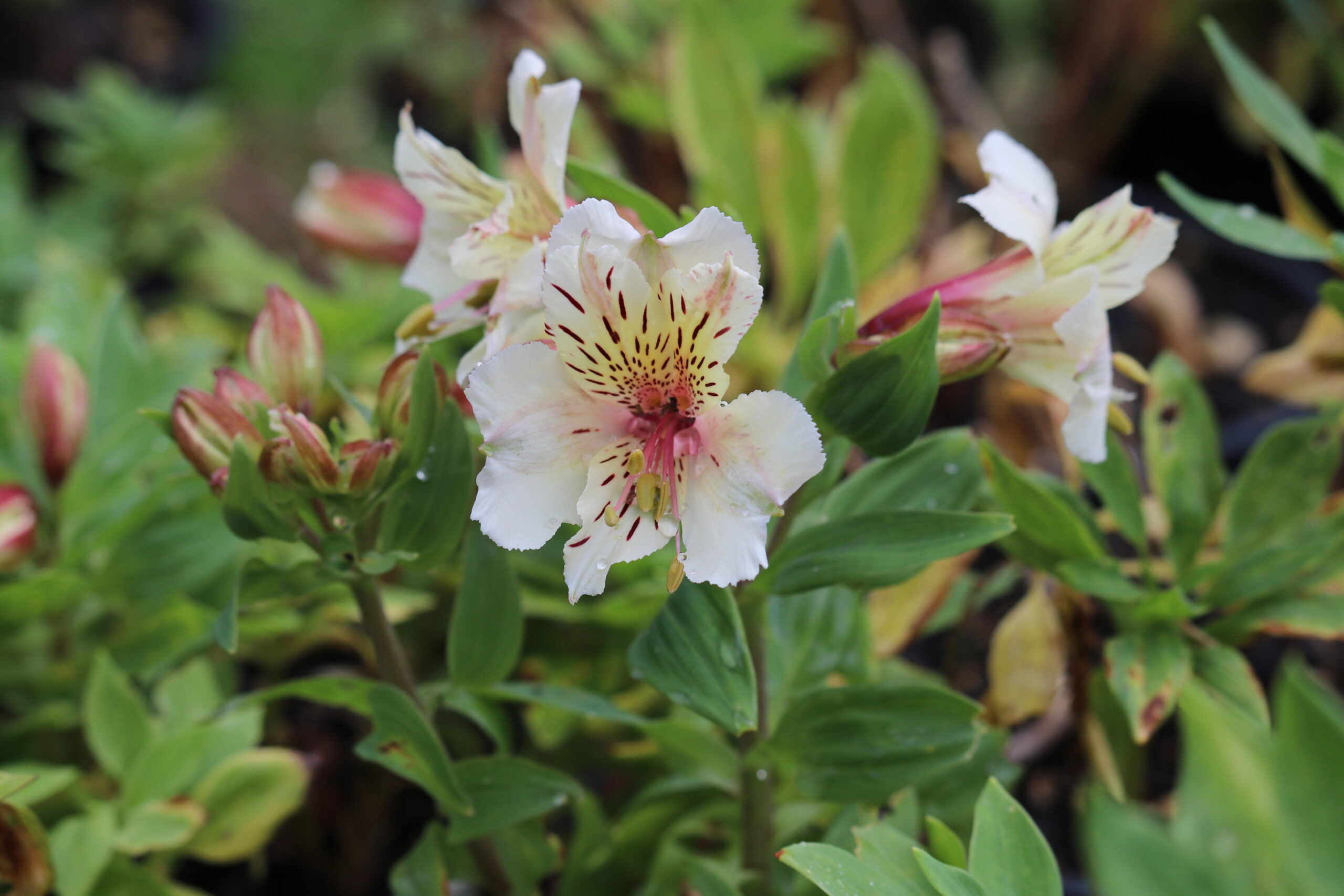 Alstroemeria - White Buttons (Dwarf)