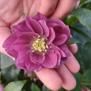 Hellebore Dusky Red Double