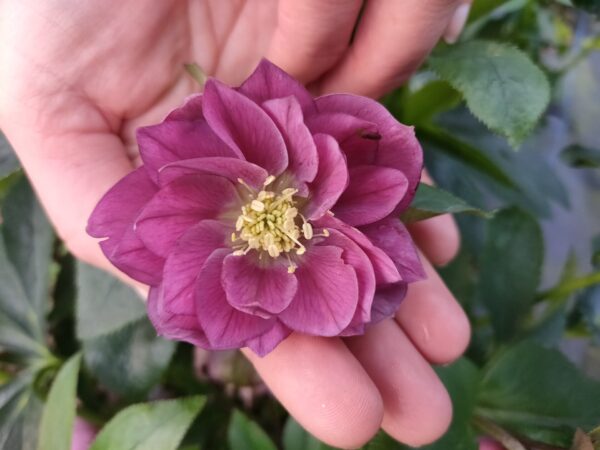 Hellebore Dusky Red Double
