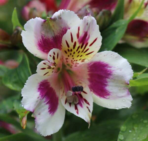 Alstroemeria - Inca Magic (Dwarf)