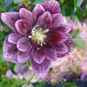 Hellebore "Naked Wonder" Double
