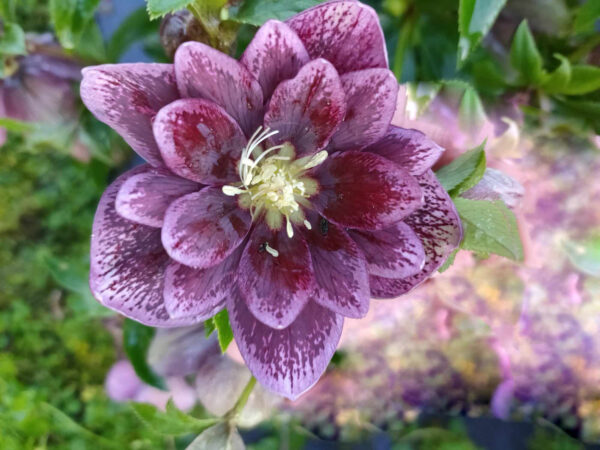 Hellebore "Naked Wonder" Double