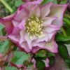 Hellebore Pink & White Double