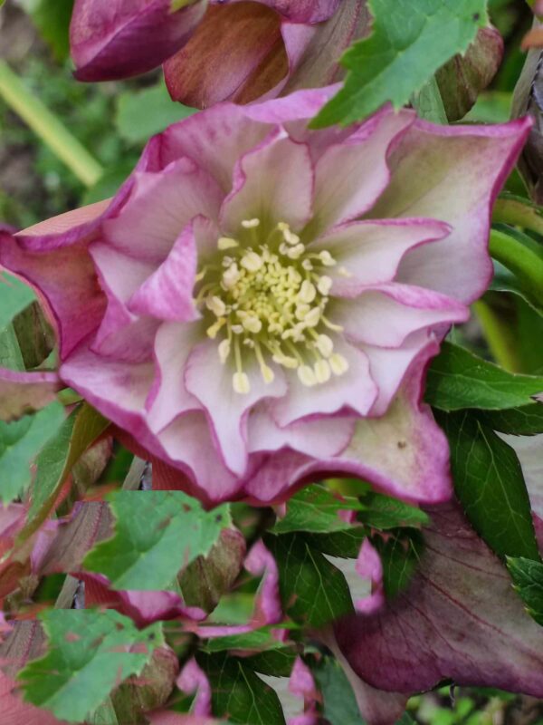 Hellebore Pink & White Double