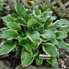 Iron Gate Glamour - Hosta