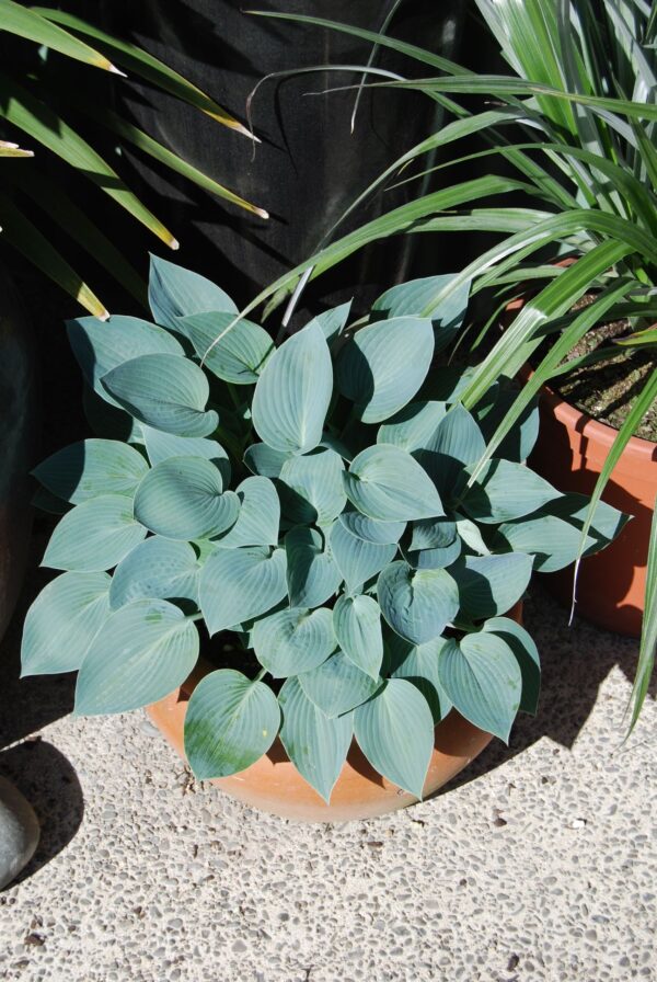 Silver Knight - Hosta