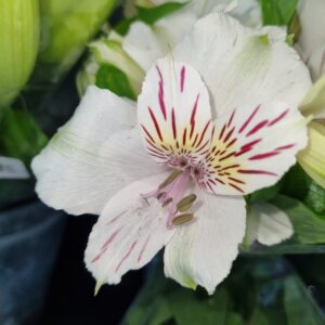 Alstroemeria - Tall White