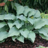 Krossa Regal - Hosta