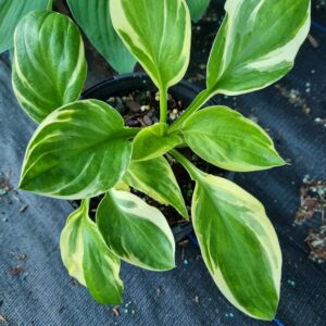 Brim Cup - Hosta