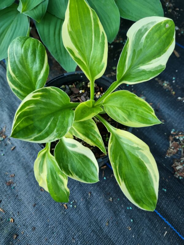 Brim Cup - Hosta
