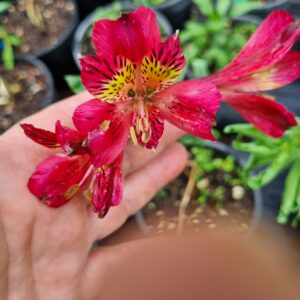Alstroemeria - Hazel (Tall)