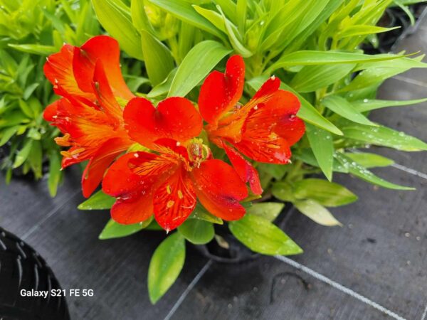 Alstroemeria - Inca Holland (Dwarf)