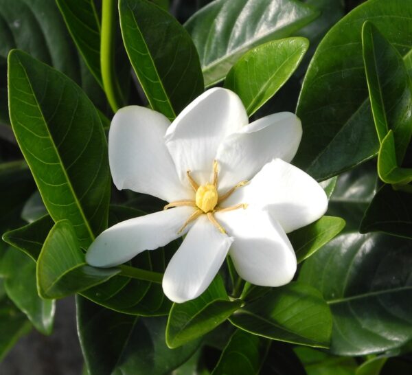 Gardenia "Jasmonoides Joy"