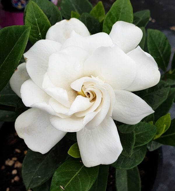 Gardenia "Crown Jewels"