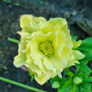 Hellebore Yellow Double
