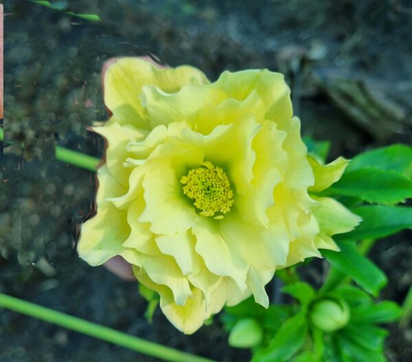 Hellebore Yellow Double
