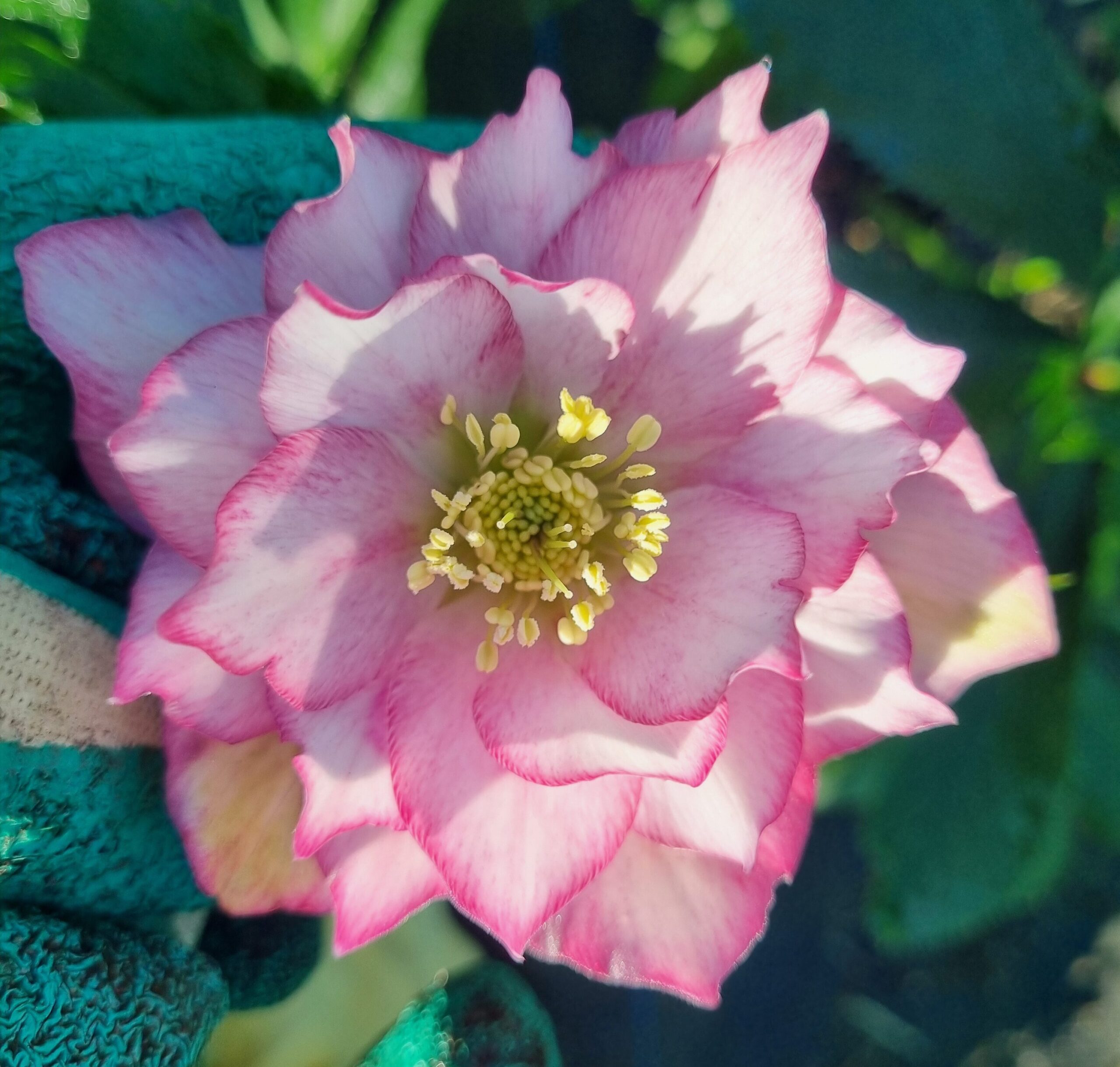 Hellebore Pink Double - Image 2
