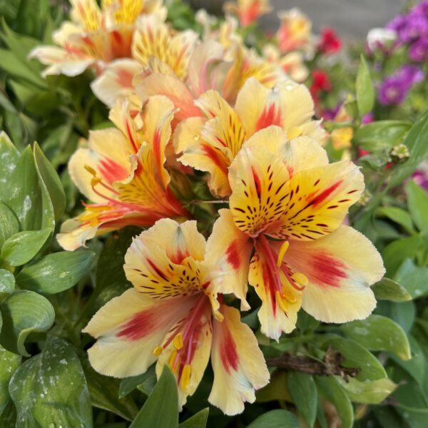 Alstroemeria - Sunset (Dwarf)