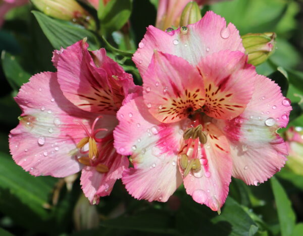 Alstroemeria - Theresa (Dwarf) - Medium grade