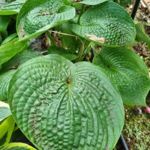 Blue Dimples - Hosta (Medium Grade)