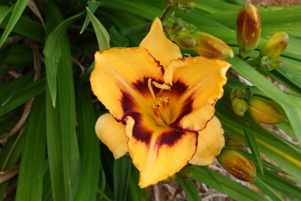 Daylily - Booroobin Magic