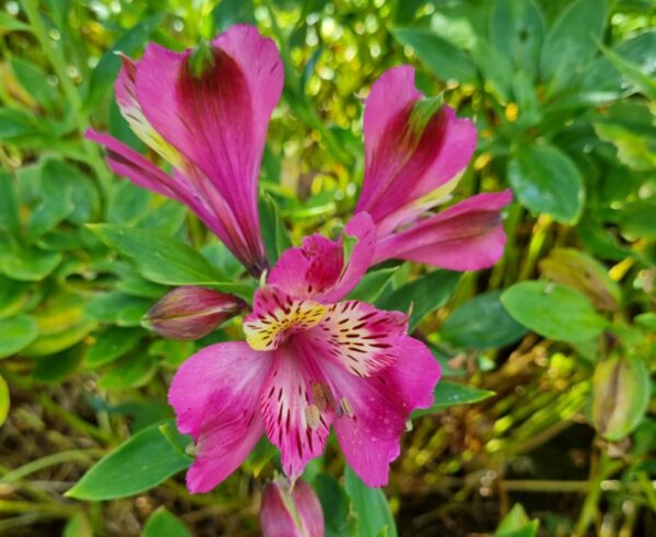Alstroemeria - Cotton Candy (Tall)