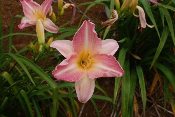 Daylily - Rose Tapestry