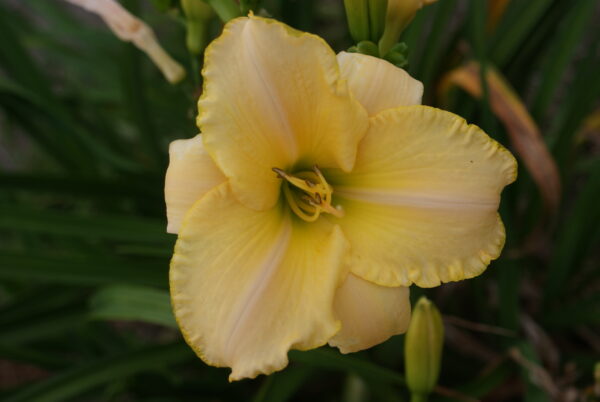 Daylily - Wilbur Harling