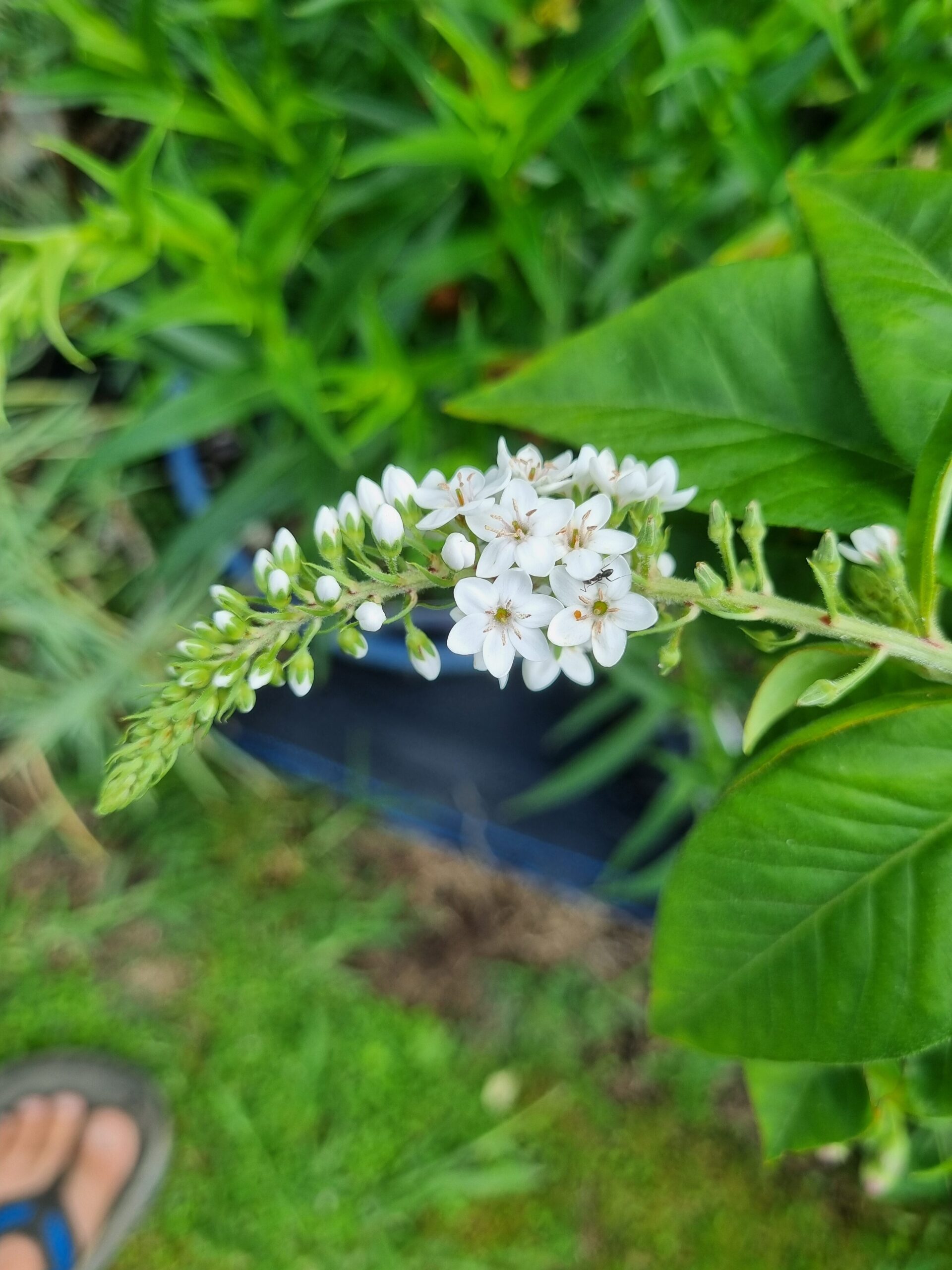 Lysimachia Clethroides - Gooseneck loosestrife.
