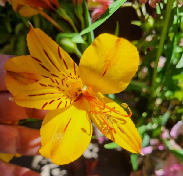 Alstroemeria - Fort of Gold (Tall)