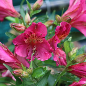 Alstroemeria - Ivana (Dwarf)