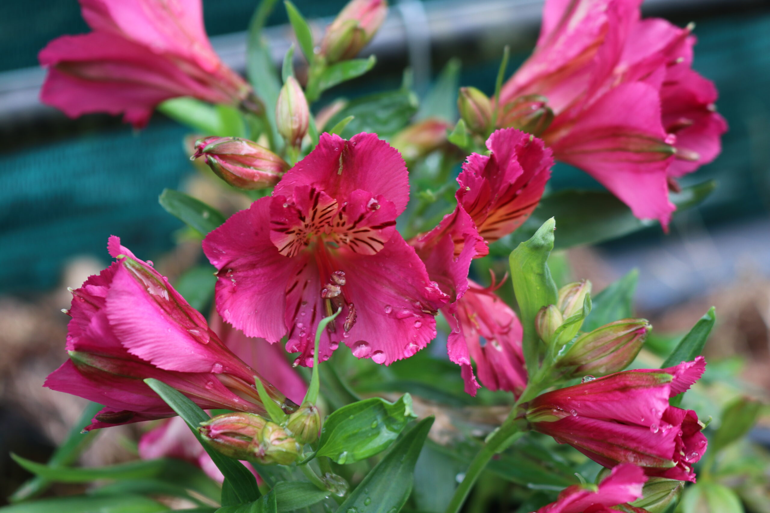 Alstroemeria - Ivana (Dwarf)