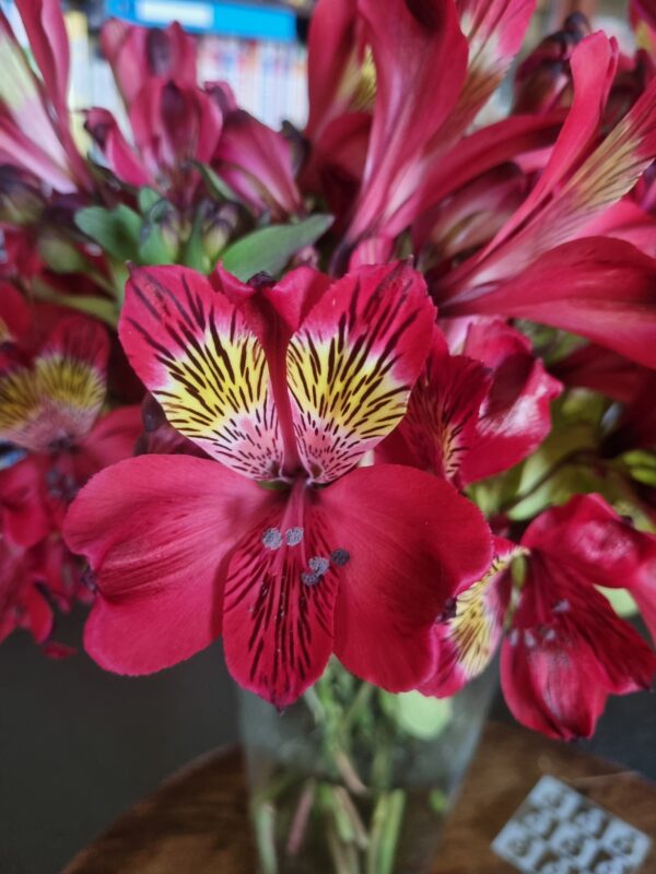 Alstroemeria - Jupiter (Medium-Tall)