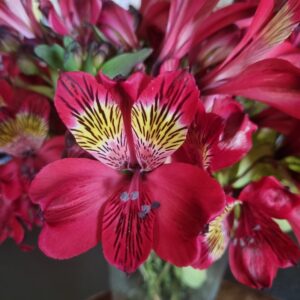 Alstroemeria - Jupiter (Medium-Tall)