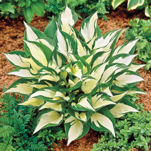 Loyalist - Hosta "small grade" (Currently Dormant)