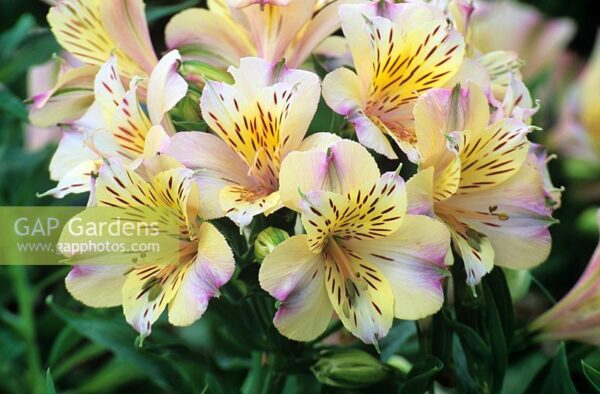 Alstroemeria - Monica (Dwarf)