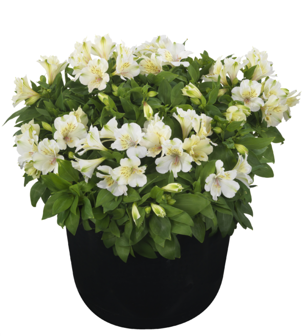 Alstroemeria - Beach Valley (Med-Tall)