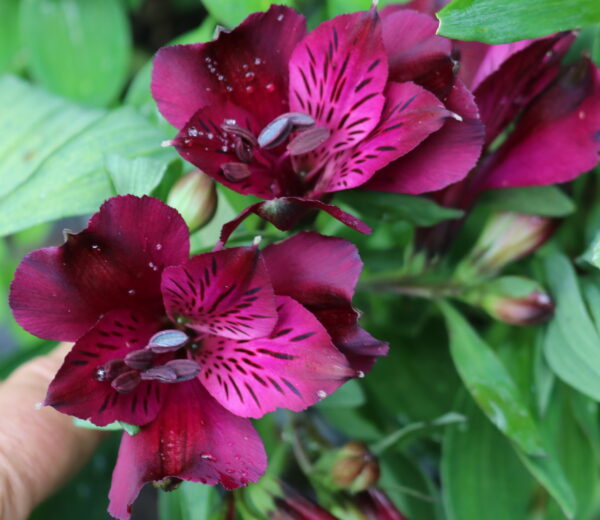 Alstroemeria - Dark Purple (Dwarf)