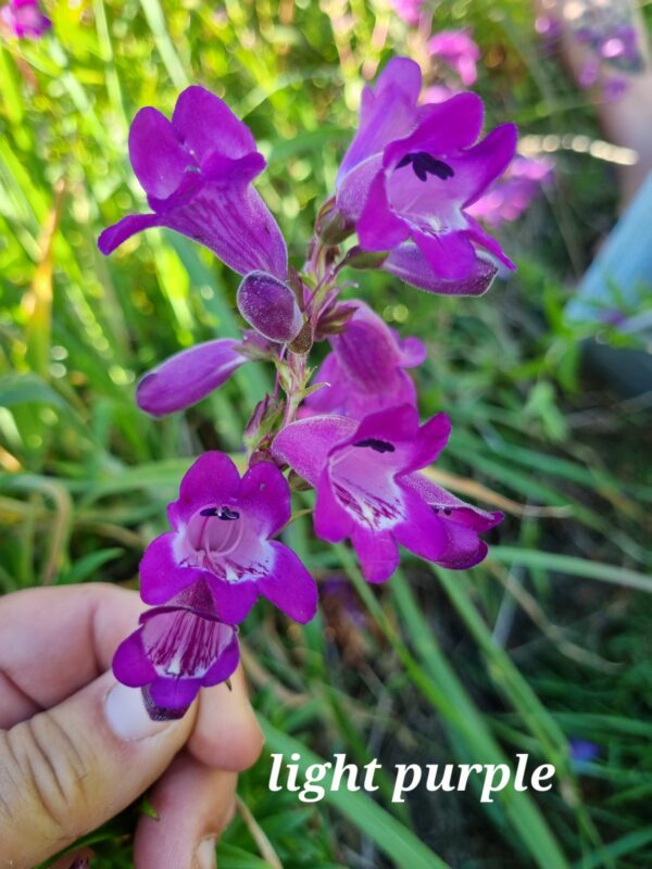 Penstemon - Light Purple