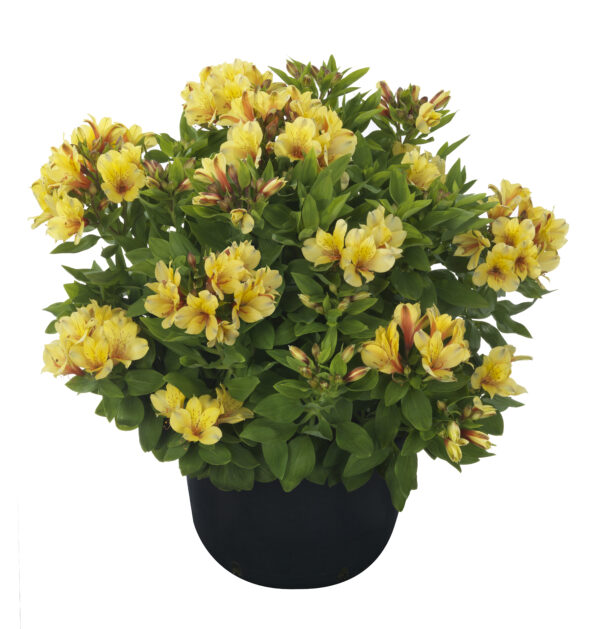 Alstroemeria - Spring Valley (Med-Tall)