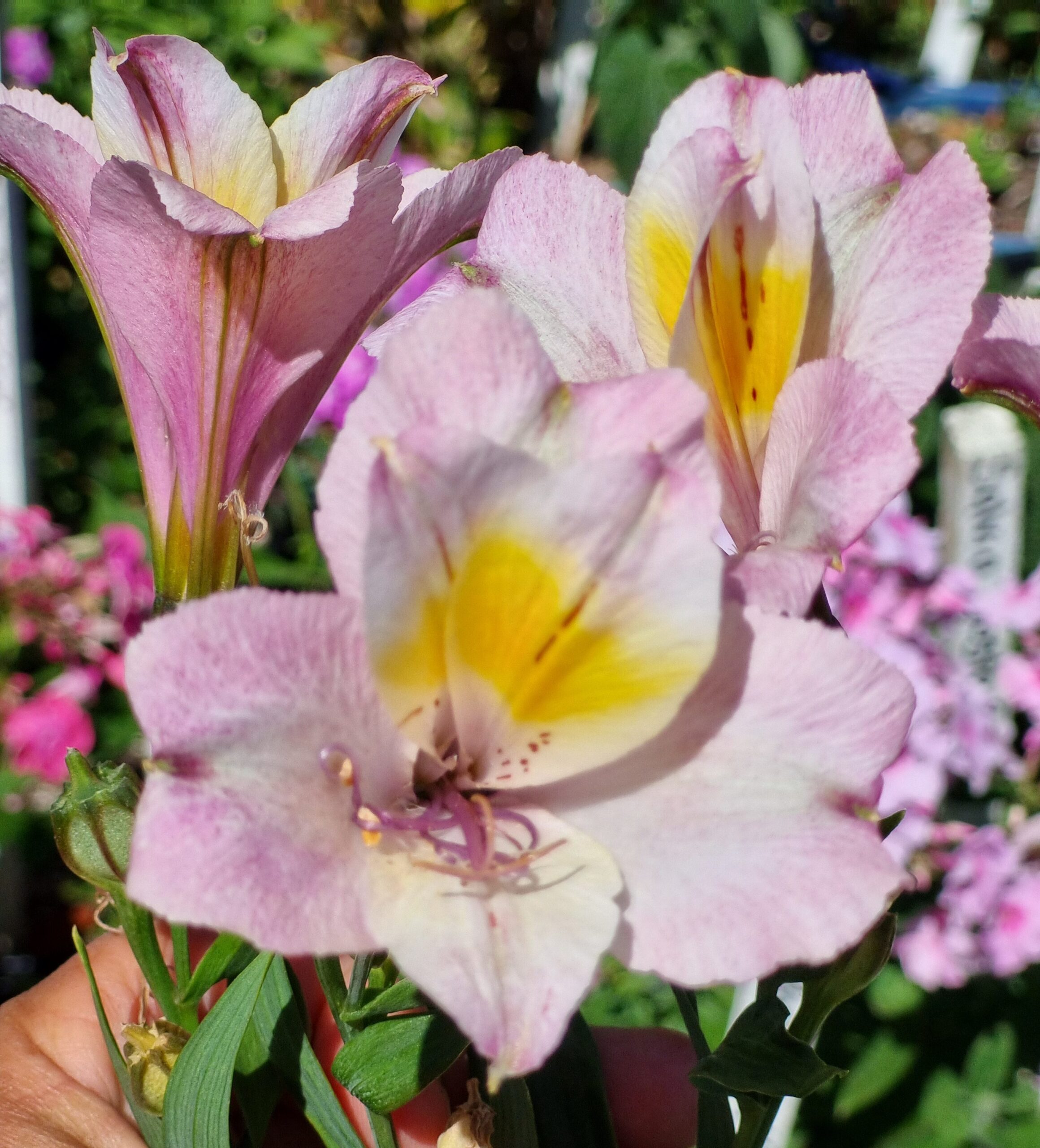 Alstroemeria - Summer Cocktail (Med-Tall)